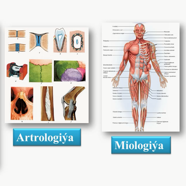 S&uuml;ňk ulgamy. Skeletiniň b&ouml;lnişi. G&ouml;wre skeleti. Oňurga s&uuml;t&uuml;niniň b&ouml;lekleri. Gapyrgalar we d&ouml;ş s&uuml;ňki. Be&yacute;an sapagy.